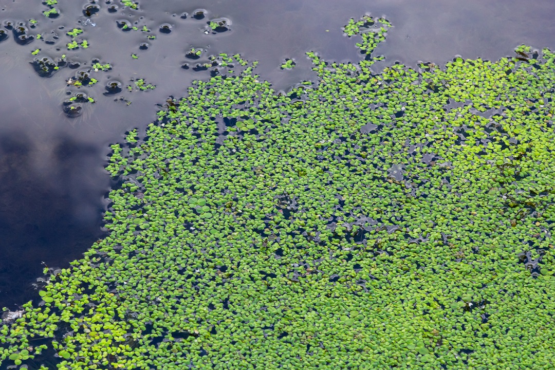 How to Keep Pond Vegetation Under Control Scientific Plant Service