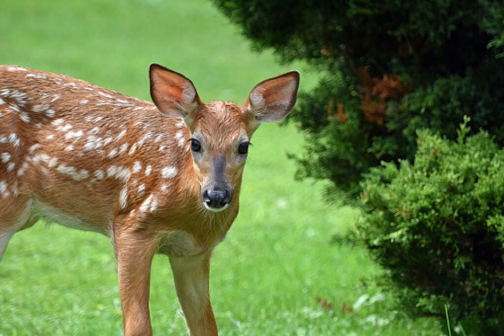 Why You Should Keep Deer Out of Your Yard Scientific Plant Service