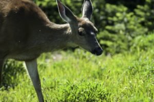 scientific plant service Baltimore deer repellant