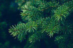 scientific plant service evergreen tree care tips