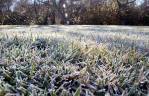 scientific plant service morning frosts damage your lawn