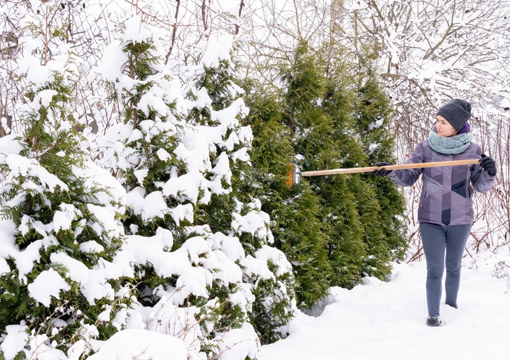 How Can You Keep Trees Healthy This Winter? Scientific Plant Service