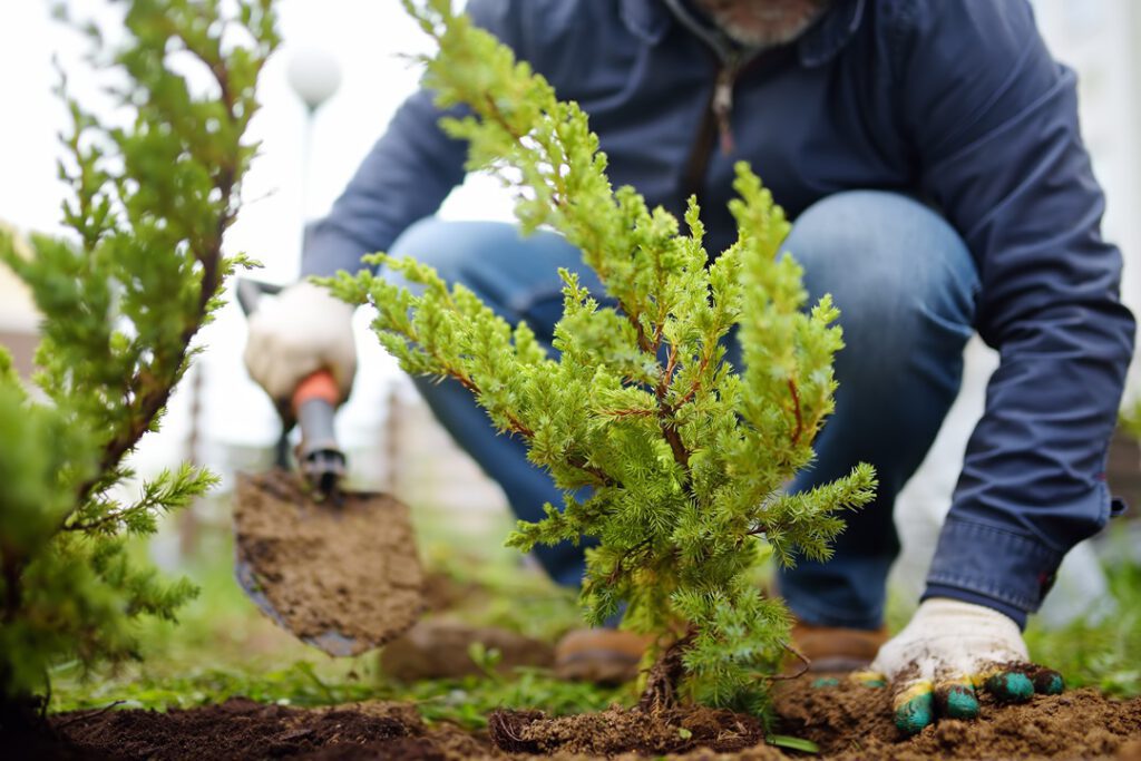 How to Protect Shrubs From Winter Damage - Scientific Plant Service
