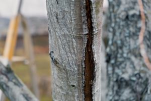 scientific plant service frost cracks in trees