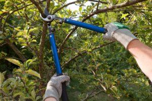 scientific plant service pruning trees