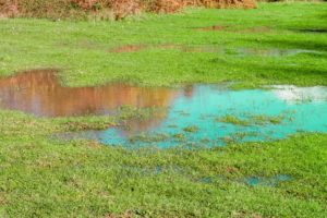 scientific plant service flooded lawn landscape